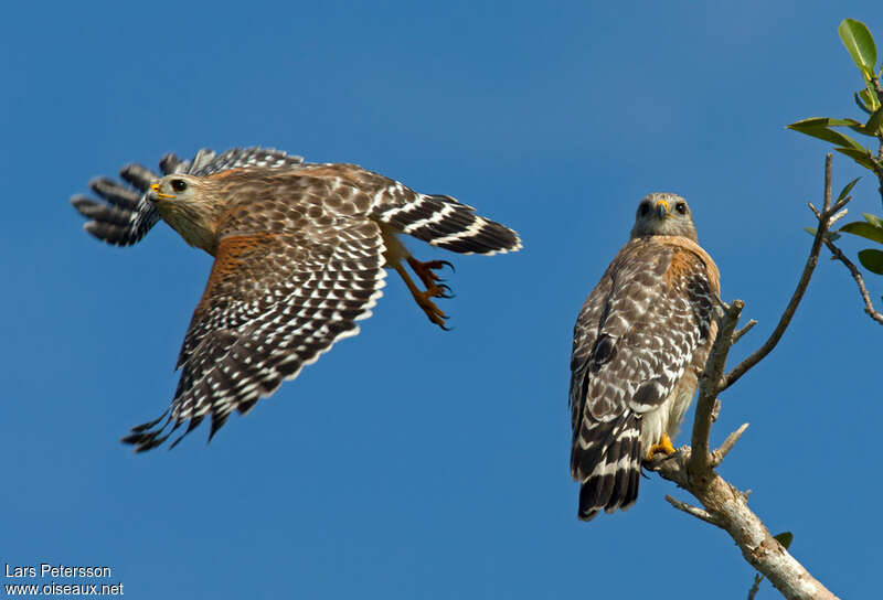 Red-shouldered Hawkadult, Flight