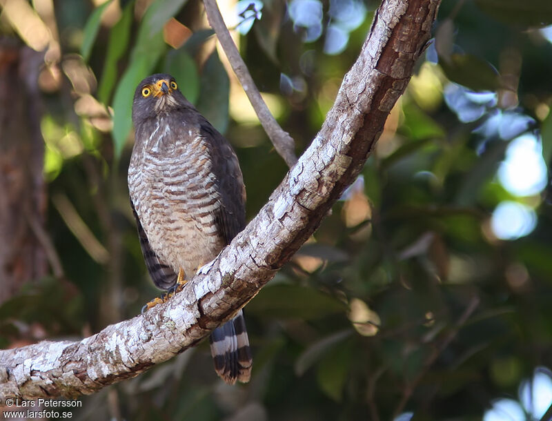 Roadside Hawk