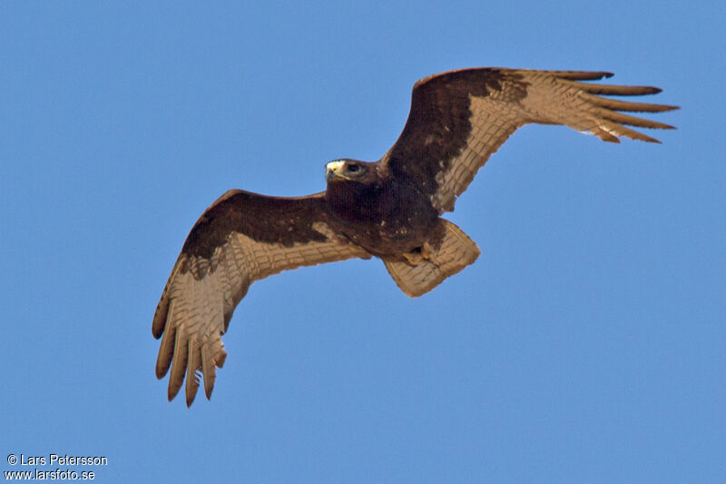 Zone-tailed Hawk