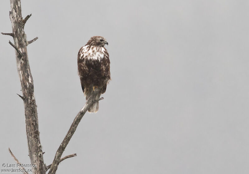 Red-tailed Hawk