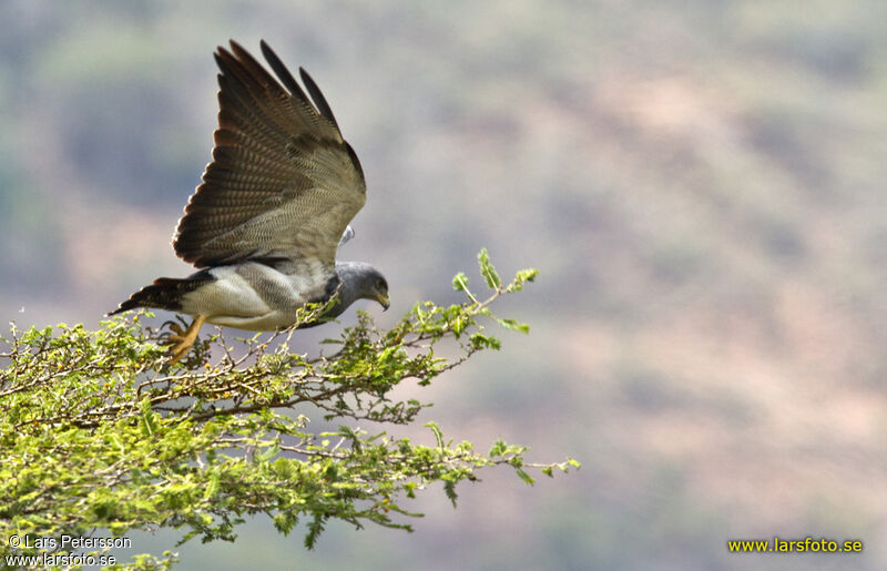 Black-chested Buzzard-Eagle