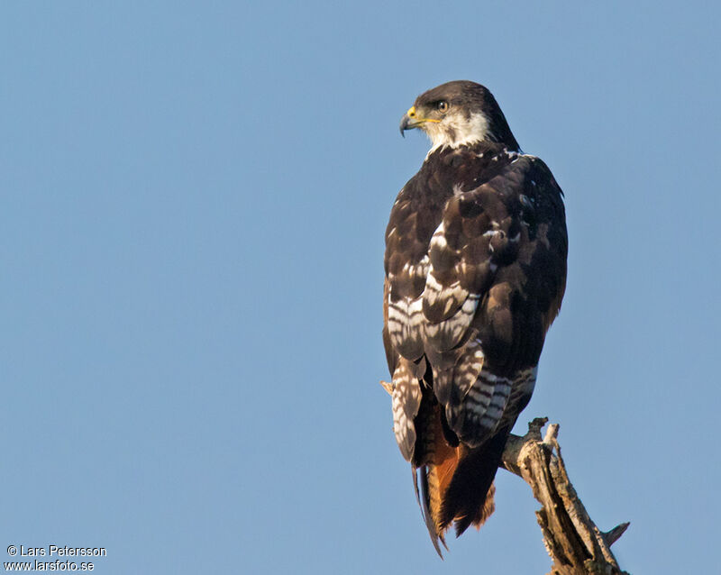 Augur Buzzard