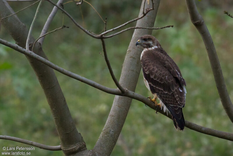 Augur Buzzard