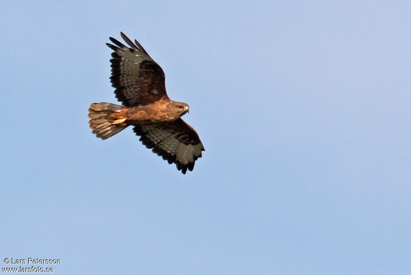 Augur Buzzard