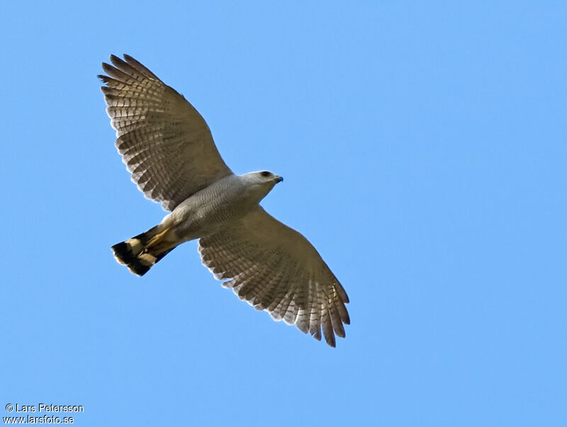 Grey-lined Hawk