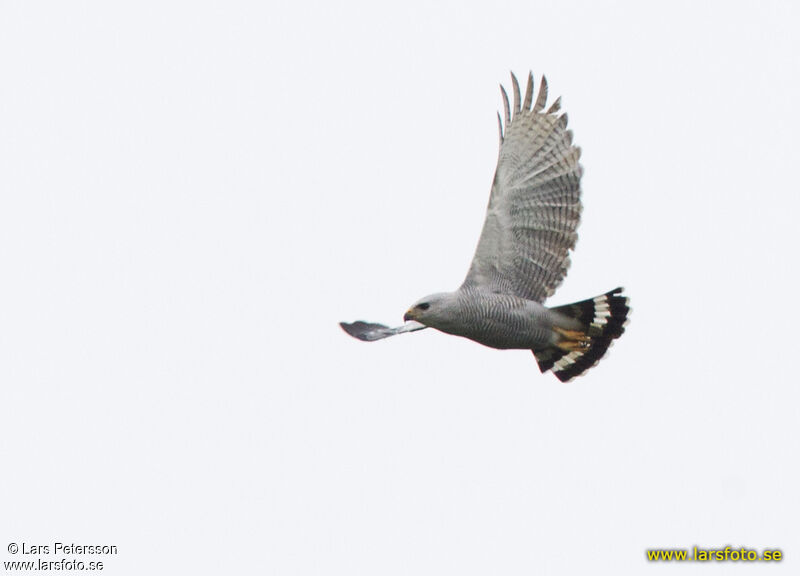 Grey-lined Hawk