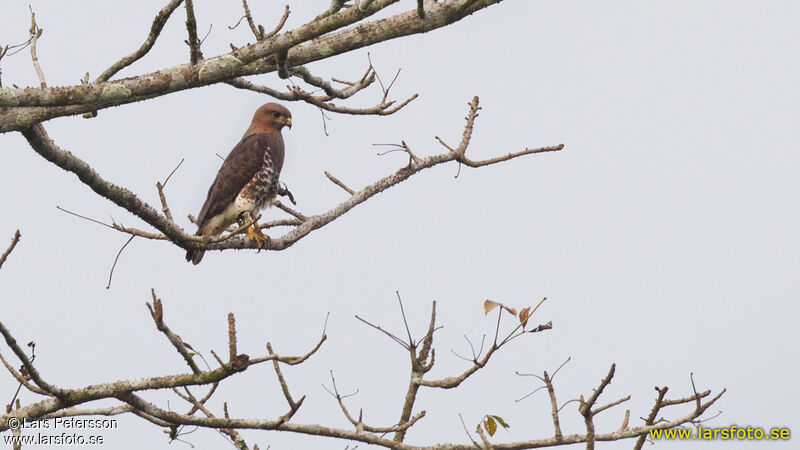 Red-necked Buzzard