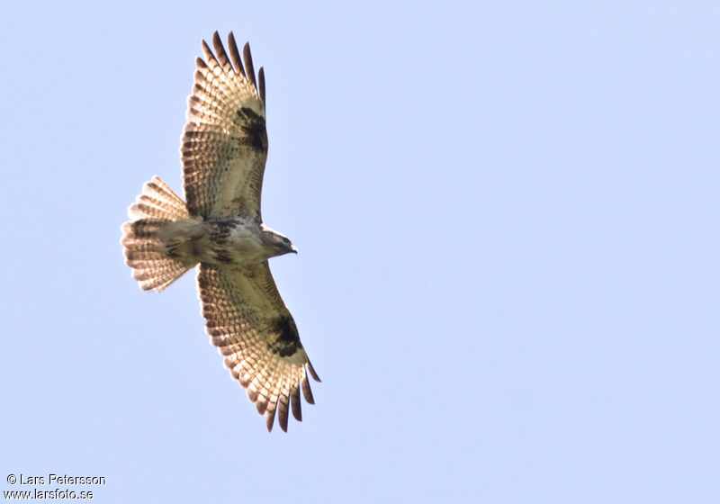 Eastern Buzzard