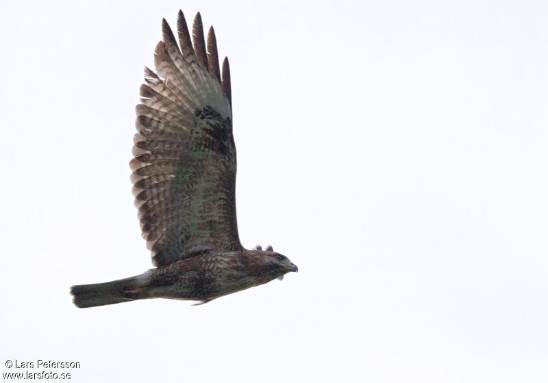 Eastern Buzzard