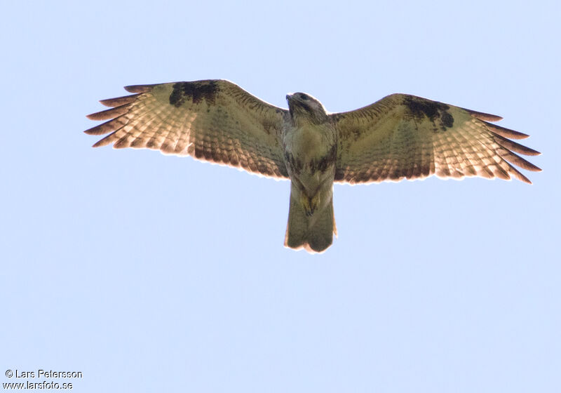 Eastern Buzzard