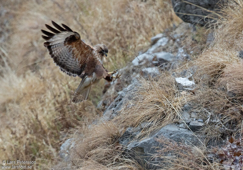 Himalayan Buzzard