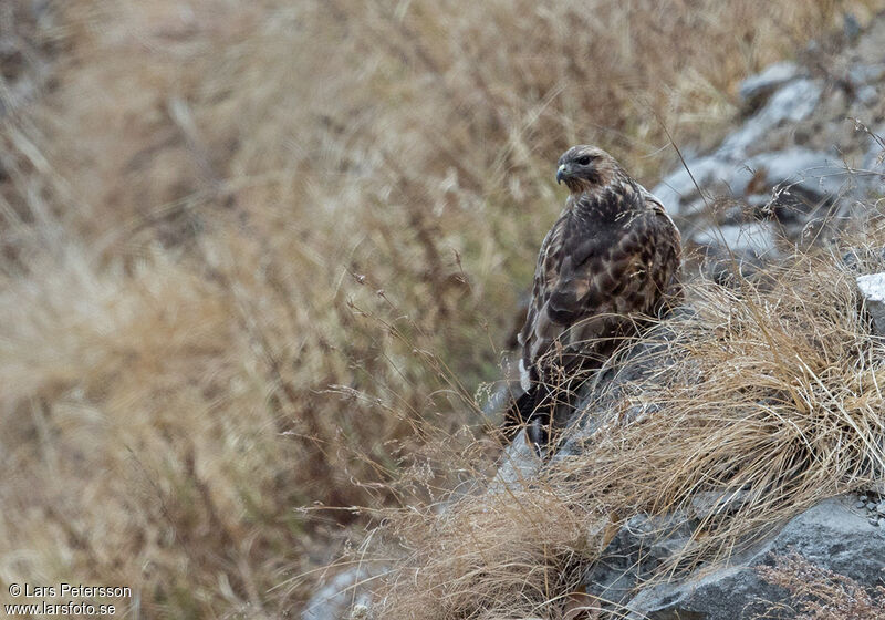 Buse de l'Himalaya