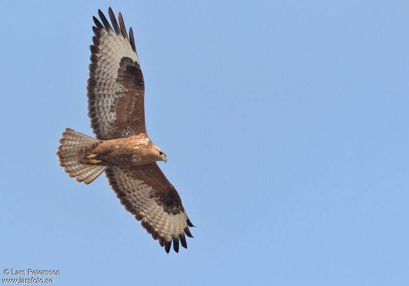 Long-legged Buzzard