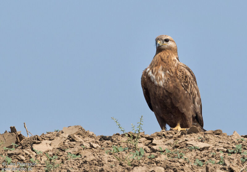 Long-legged Buzzard