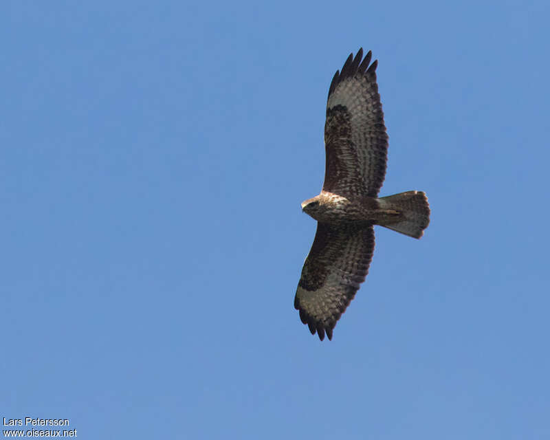 Mountain Buzzard, pigmentation, Flight