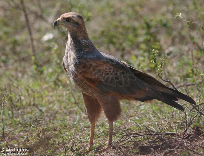 Savanna Hawk