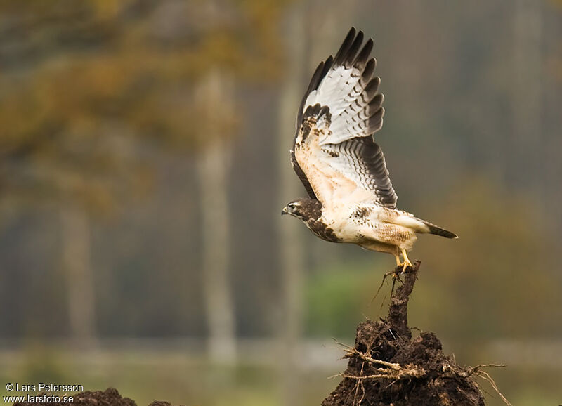 Buse variable