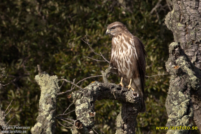 Buse variable