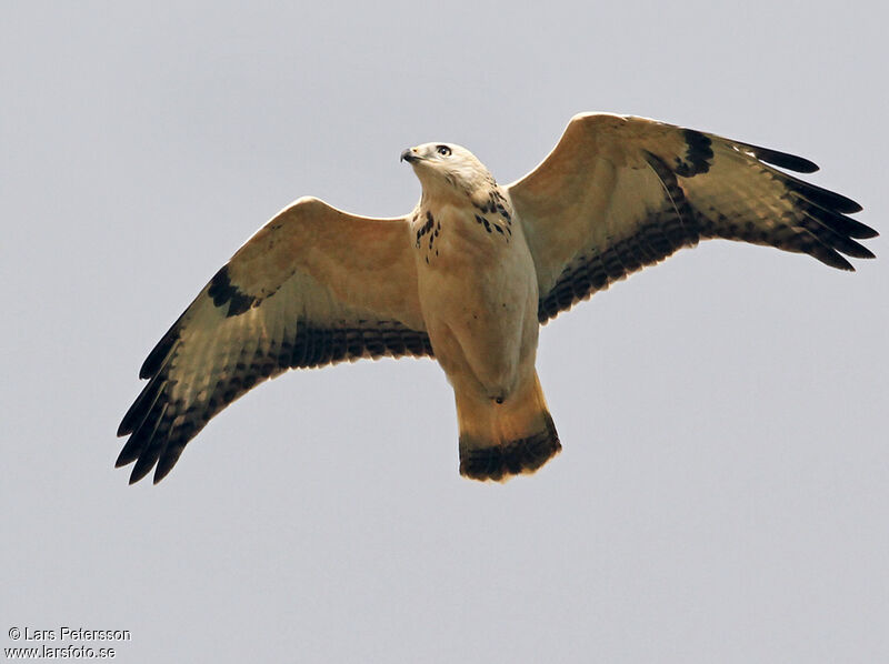 Common Buzzard