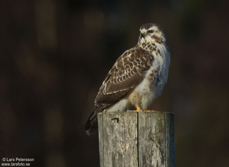 Common Buzzard