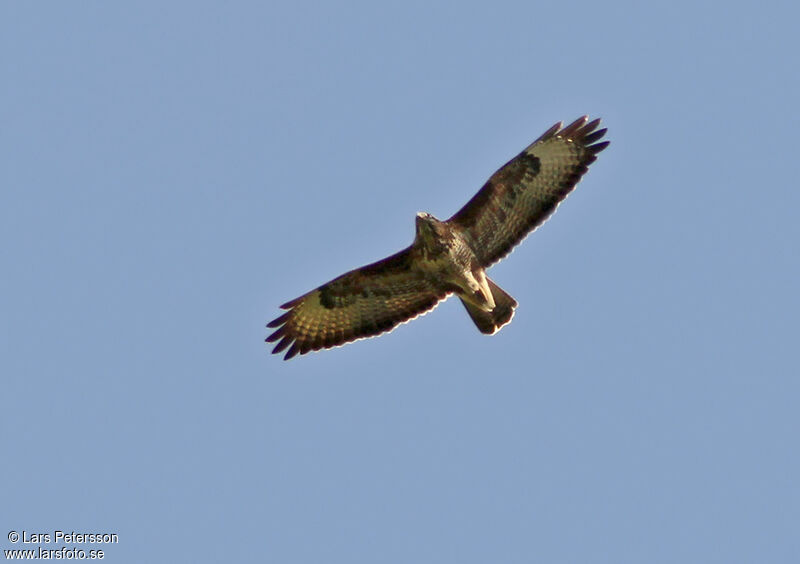 Buse variable