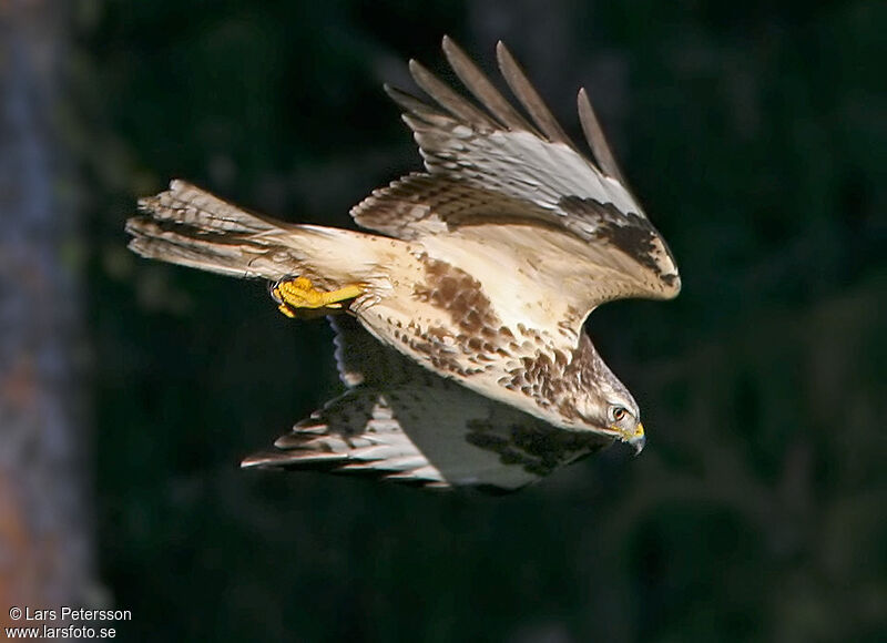 Buse variable