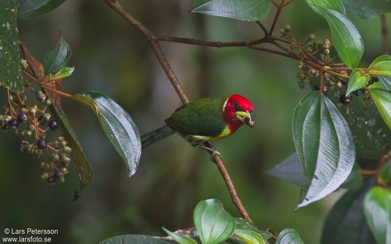 Red-headed Barbet