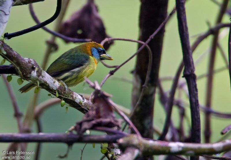 Red-headed Barbet