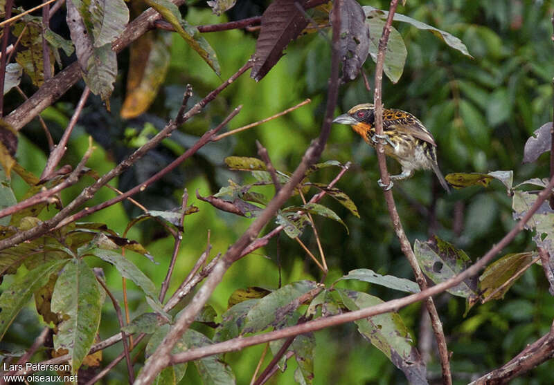 Cabézon doré femelle adulte, habitat