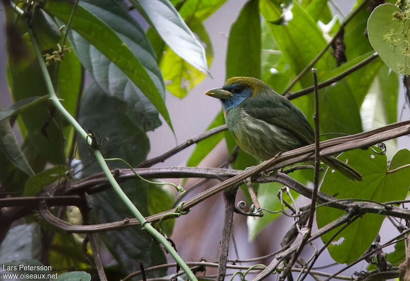 Cabézon élégant femelle adulte, identification