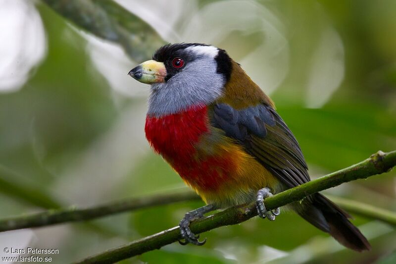 Toucan Barbet