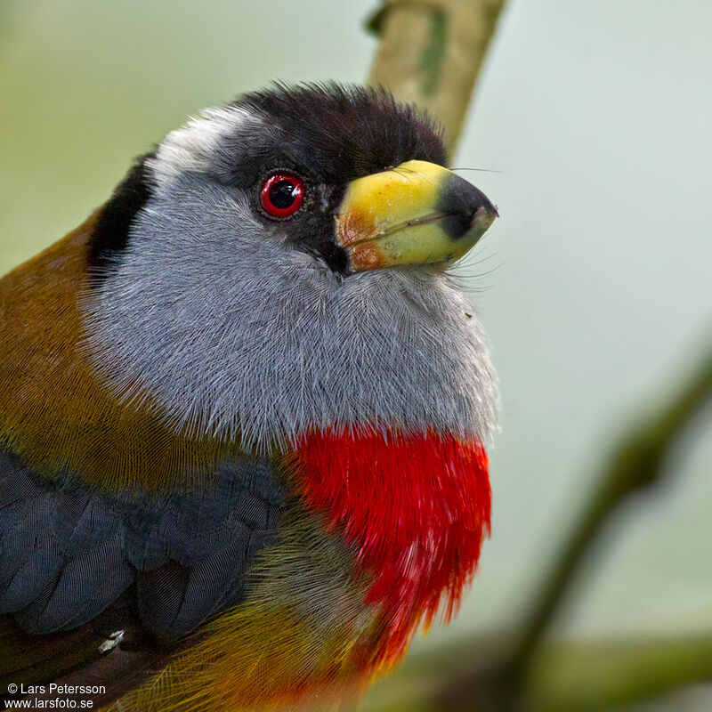 Cabézon toucan