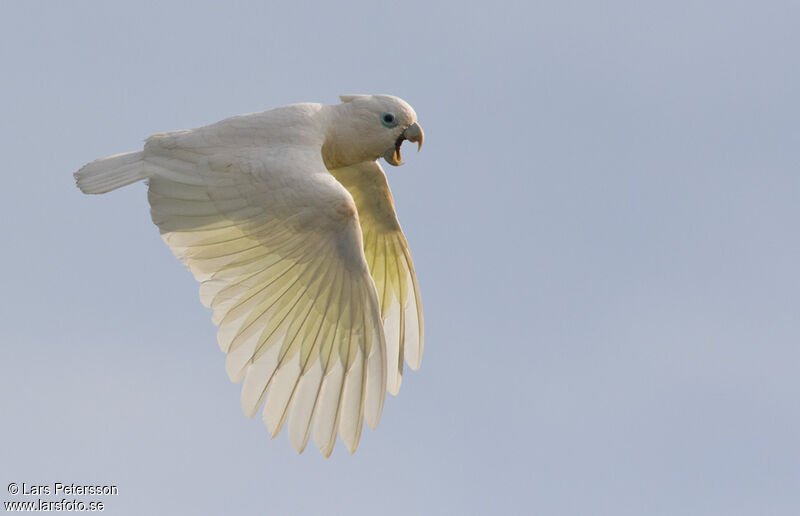 Solomons Cockatoo