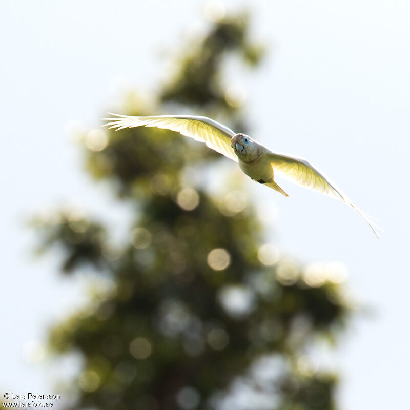 Solomons Corella