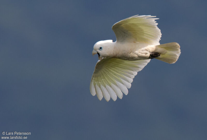 Solomons Corella