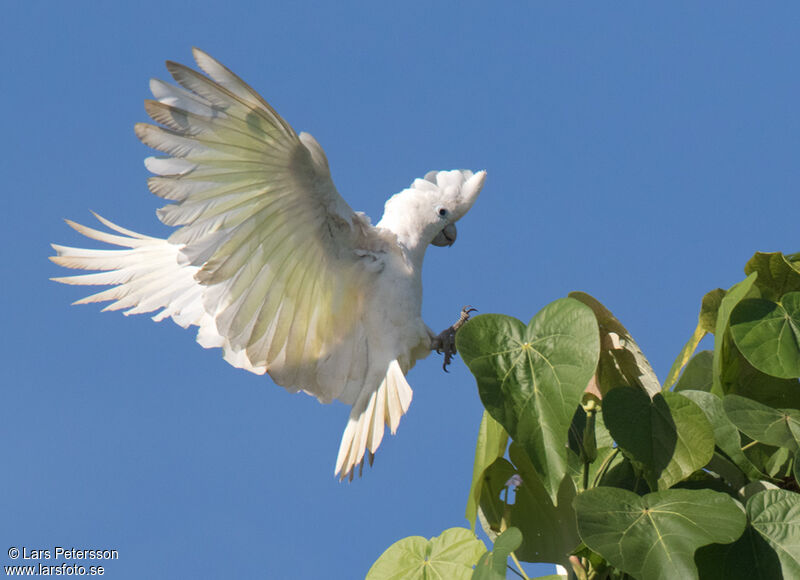 Solomons Corella