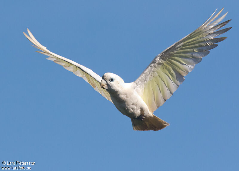 Solomons Cockatoo