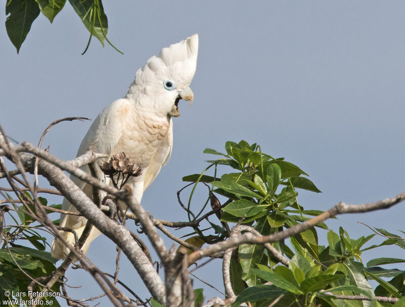 Solomons Cockatoo