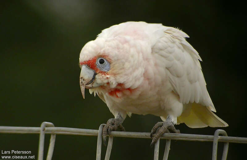 Long-billed Corellaadult, Behaviour