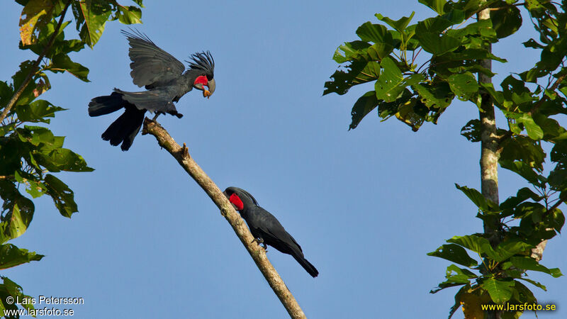 Palm Cockatoo