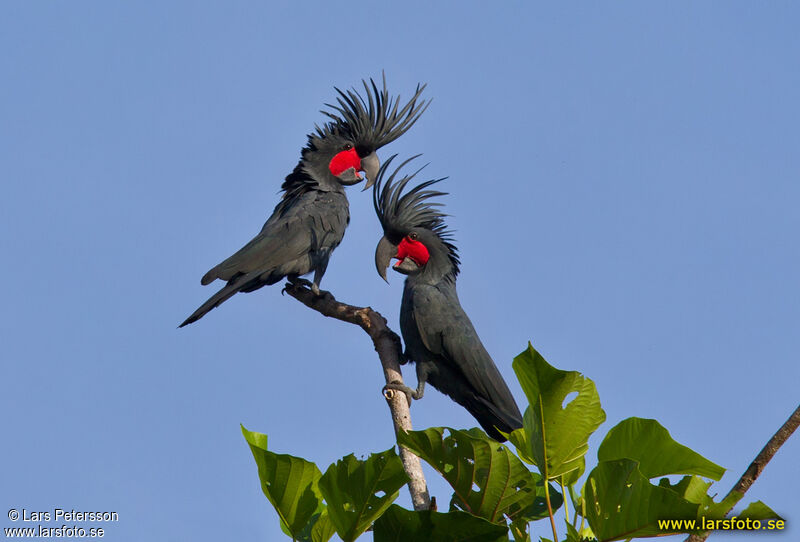 Cacatoès noir