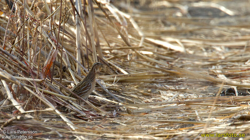 Common Quail