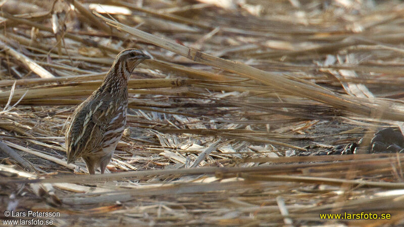 Common Quail