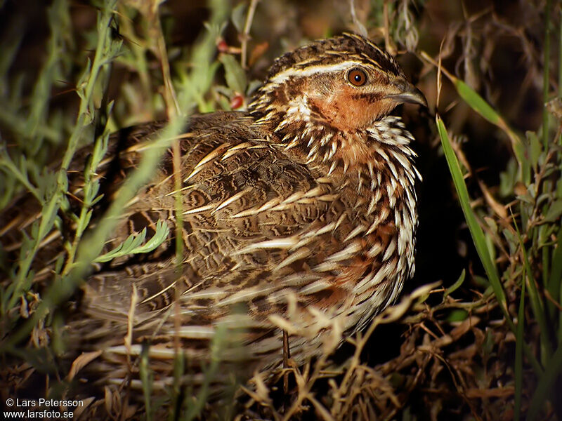 Stubble Quail