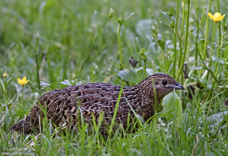 Brown Quail