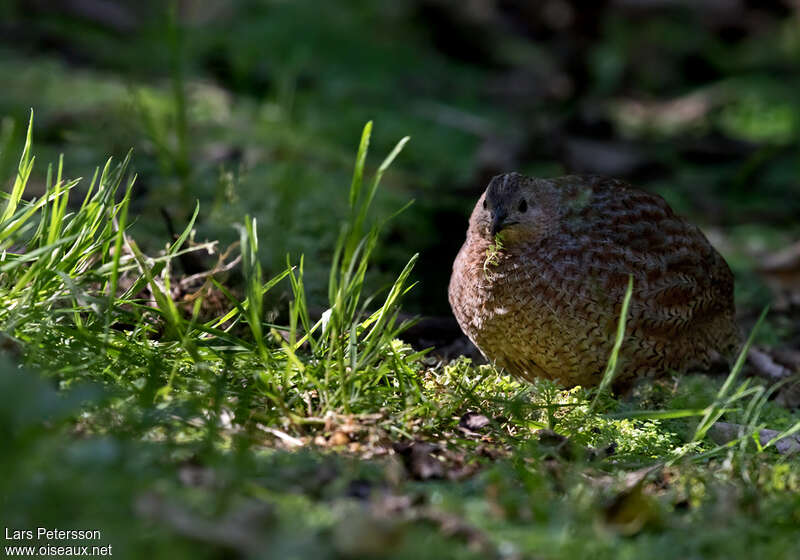 Brown Quailadult, feeding habits