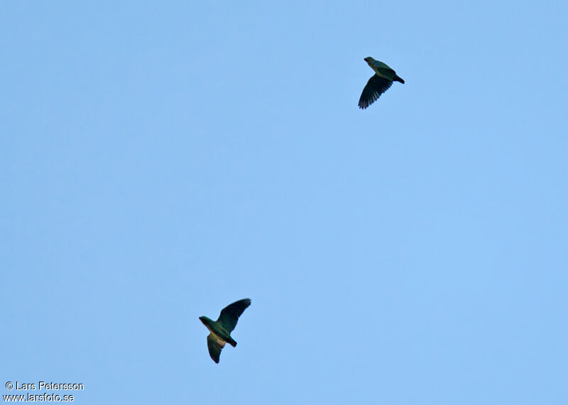 Short-tailed Parrot