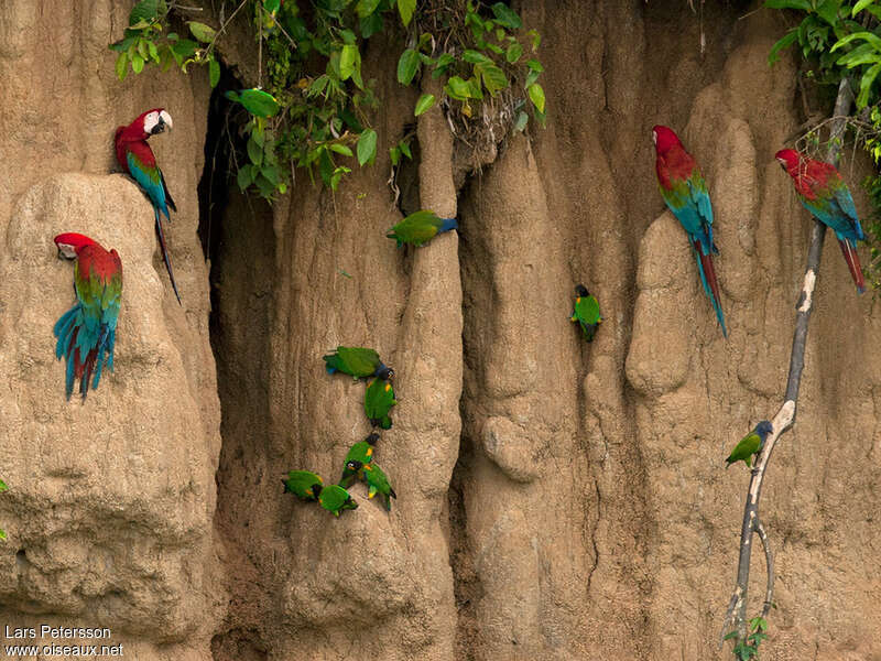 Caïque de Barrabandadulte