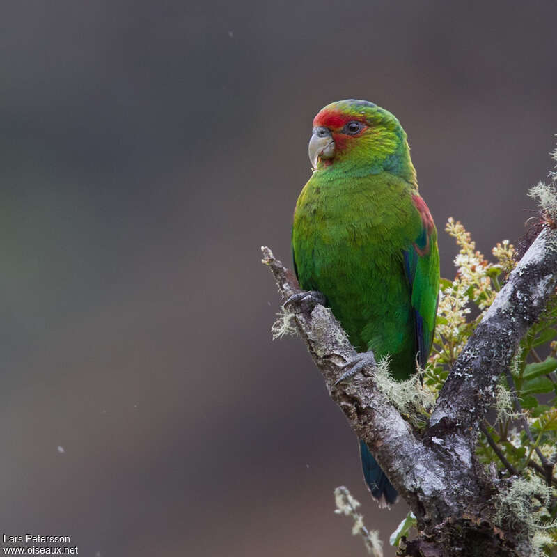 Red-faced Parrot