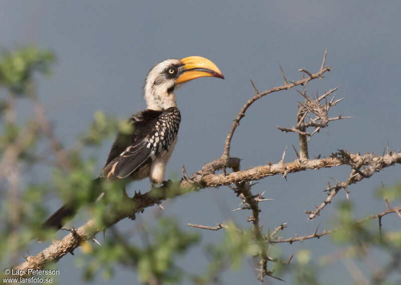 Eastern Yellow-billed Hornbill